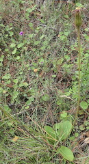 Gerbera piloselloides