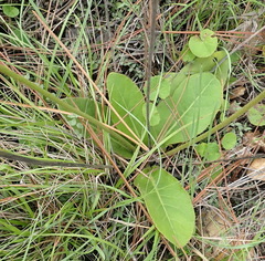 Gerbera piloselloides