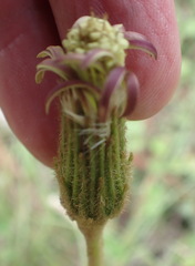 Gerbera piloselloides