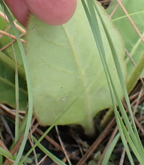Gerbera piloselloides