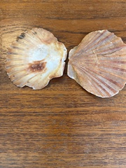 Pecten novaezelandiae