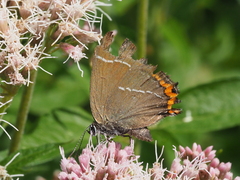 Satyrium w-album