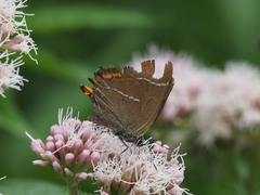 Satyrium w-album