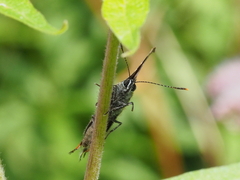 Satyrium w-album