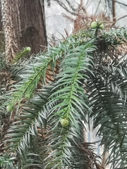 Cunninghamia