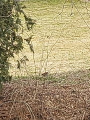 Passer domesticus domesticus