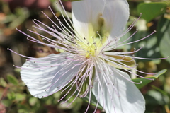 Capparis sicula