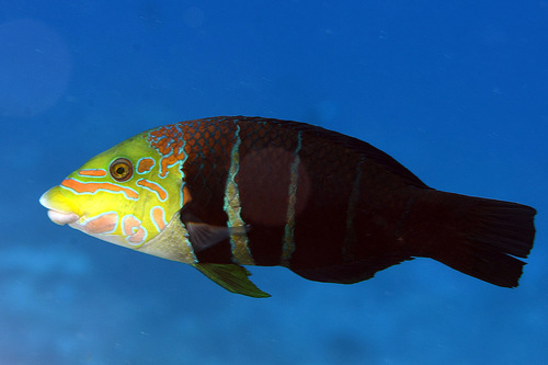 Barred thicklip (Hemigymnus fasciatus) — Labridae — 3