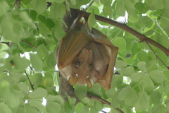 Epomophorus crypturus