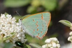 Erora quaderna quaderna