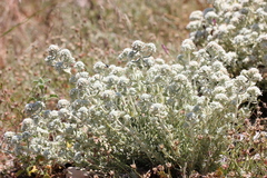Teucrium capitatum