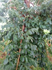 Pterocarpus erinaceus