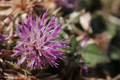 Atractylis cancellata