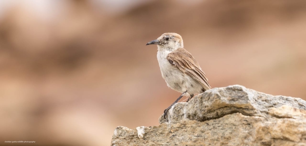 Pseudopodoces