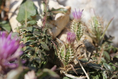 Atractylis cancellata