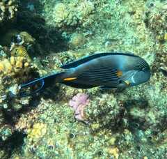 Acanthurus sohal