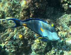 Acanthurus sohal
