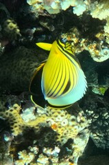 Chaetodon austriacus