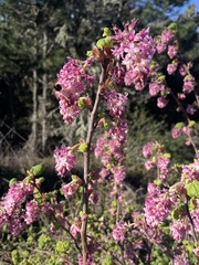 Ribes sanguineum glutinosum