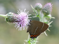 Satyrium w-album