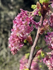 Ribes sanguineum glutinosum