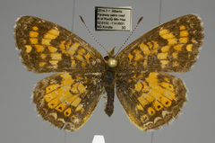 Phyciodes batesii