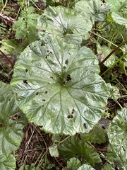 Gunnera magellanica