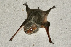 Taphozous mauritianus