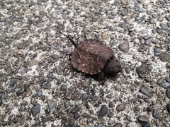 Chelydra acutirostris