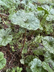 Gunnera magellanica
