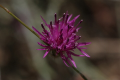 Crupina crupinastrum