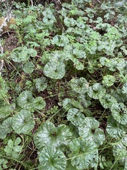 Gunnera magellanica
