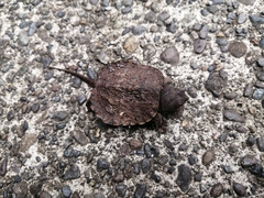 Chelydra acutirostris