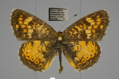 Phyciodes batesii