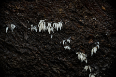 Mucronella fusiformis