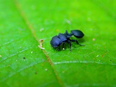 Cataulacus latissimus