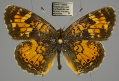 Phyciodes batesii
