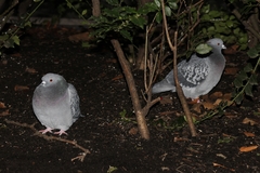 Columba livia domestica