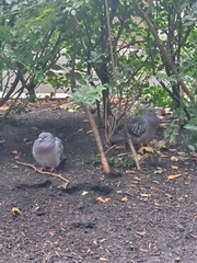 Columba livia domestica
