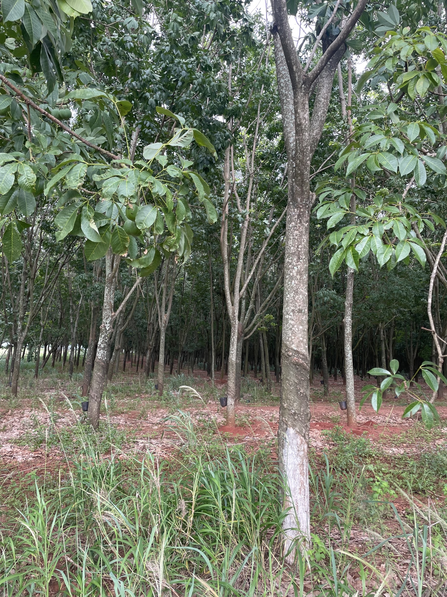 Hevea brasiliensis