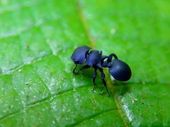 Cataulacus latissimus