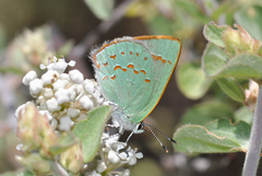 Erora quaderna quaderna