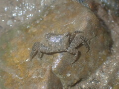 Parasesarma