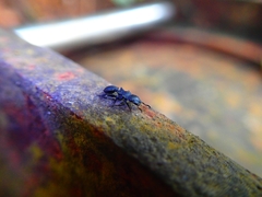 Cataulacus latissimus