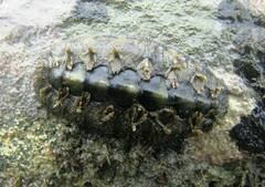 Acanthochitona hirudiniformis
