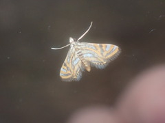 Strepsinoma croesusalis