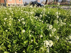 Capsella grandiflora