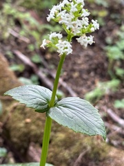 Valeriana lapathifolia
