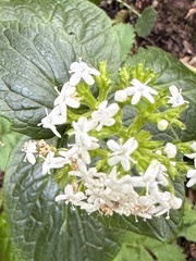 Valeriana lapathifolia