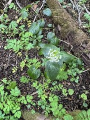 Valeriana lapathifolia